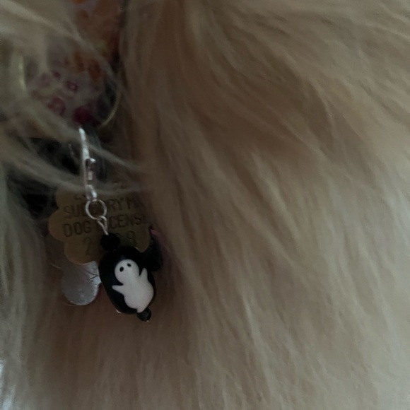 🎃Halloween/Fall pet charm - Picture 5 of 6